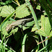 Common Lizard 3