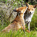 Red Foxes 2