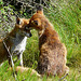 Red Foxes 3