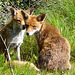 Red Foxes 5