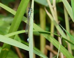 Blue-tailed Damselfly 2