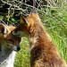 Red Foxes 4