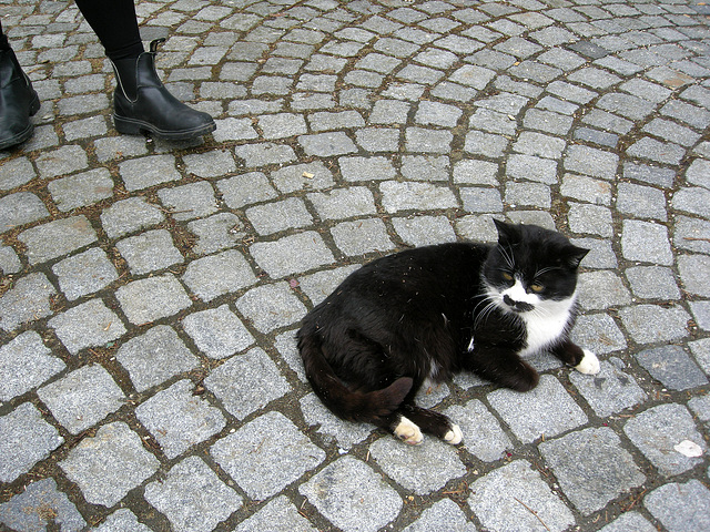 der gestiefelte Kater