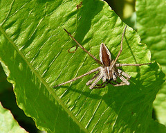 Nursery Web Spider 1