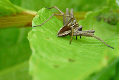 Nursery Web Spider 2