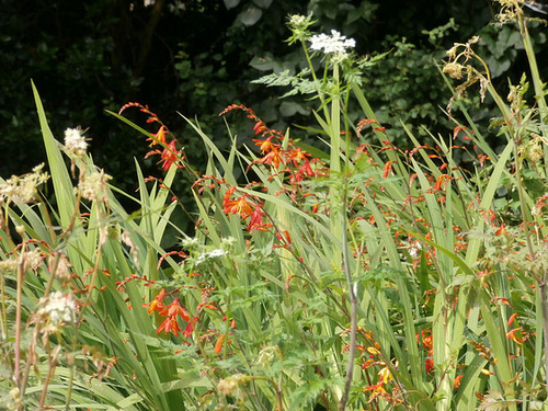 The mombretia is coming out now