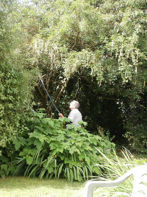 Mickey is using my new lopper to get rid of long branches