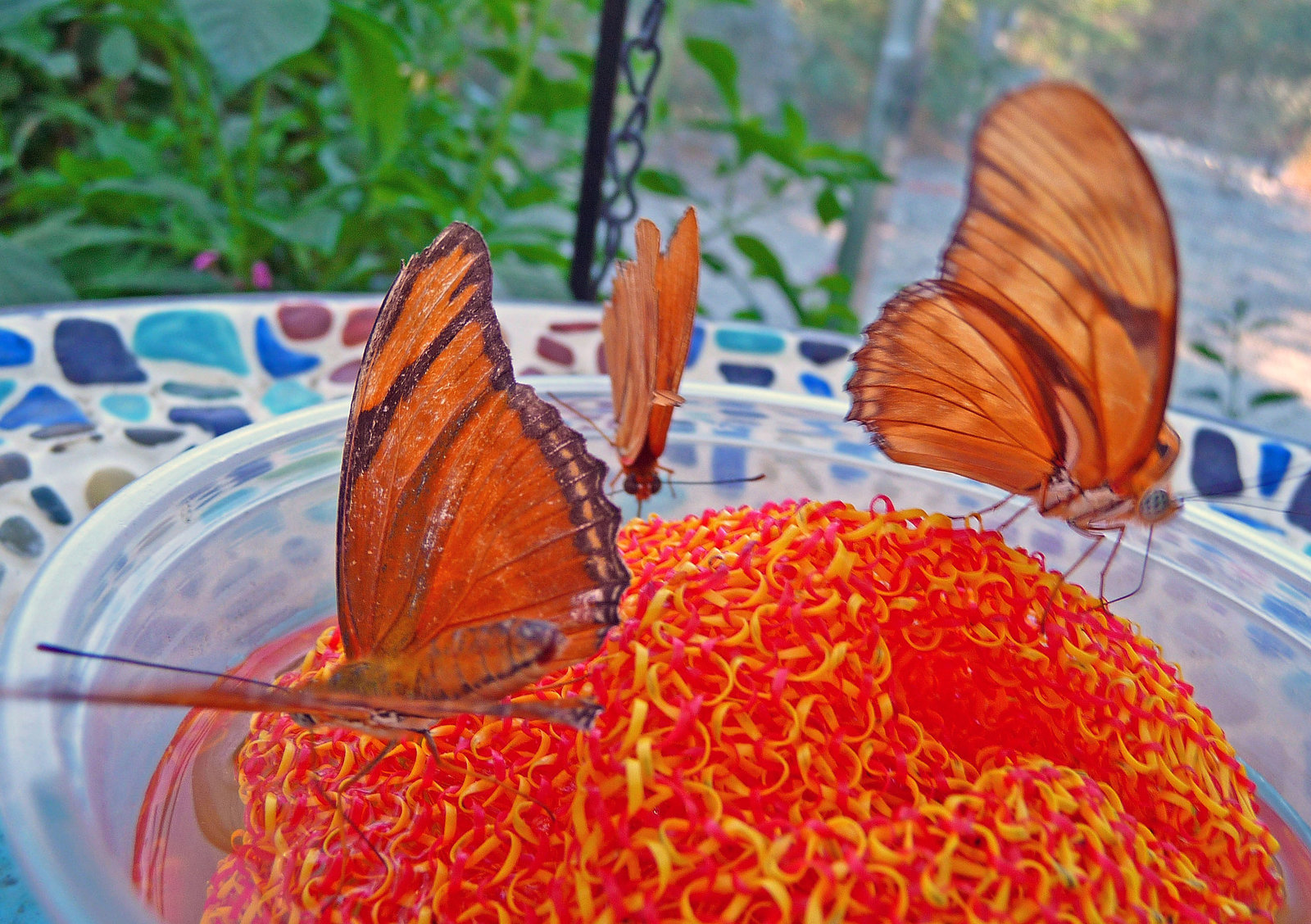 Living Desert Butterflies (2112)