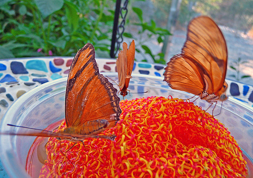 Living Desert Butterflies (2112)