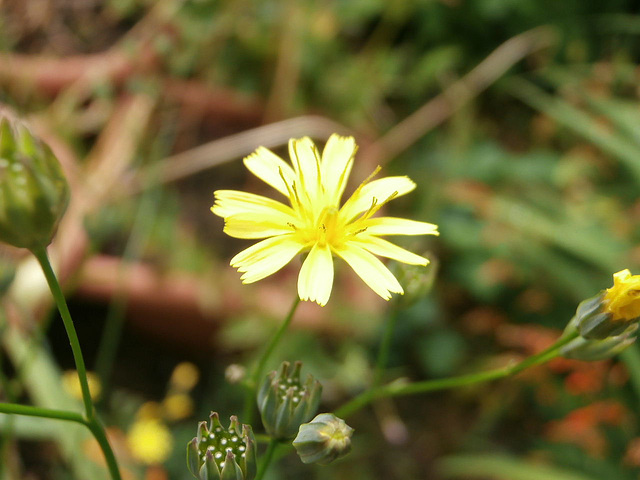 Another wild flower - tiny though