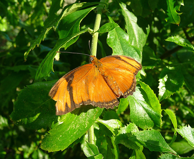 Living Desert Butterfly (2115)