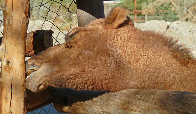 Living Desert Camel (2092)