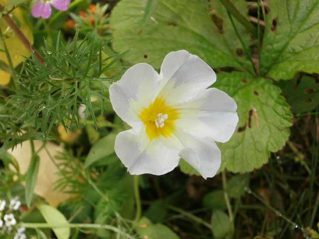 A new very pale blue flower