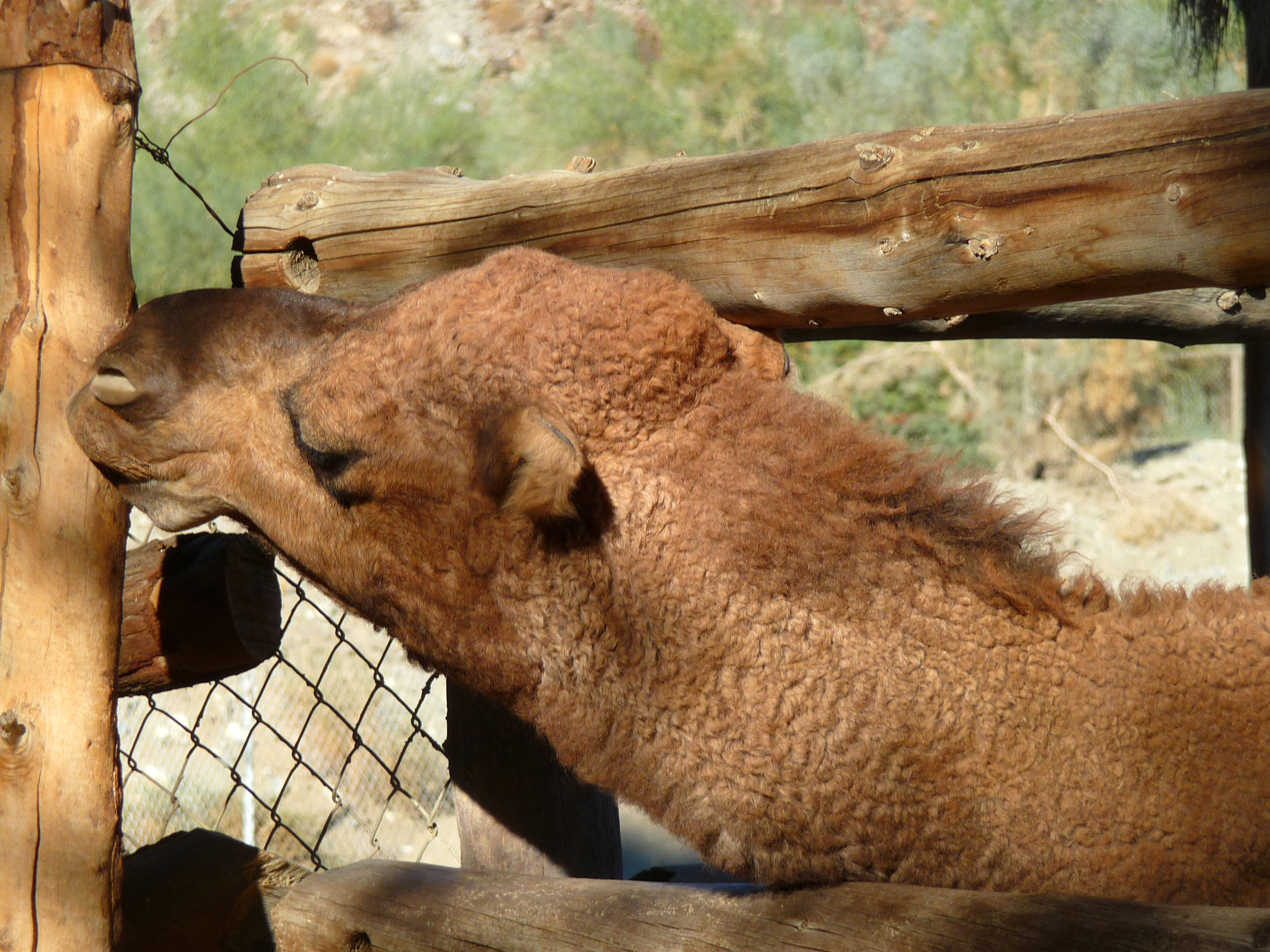 Living Desert Camel (2094)