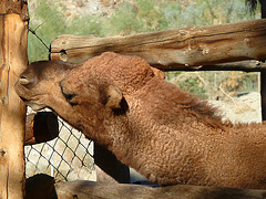 Living Desert Camel (2094)