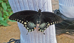 Living Desert Freshly Emerged Butterfly (2103)