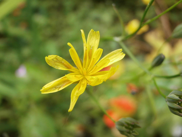 Another little wild flower