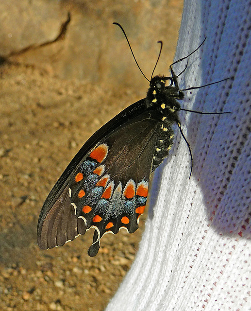 Living Desert Freshly Emerged Butterfly (2105)