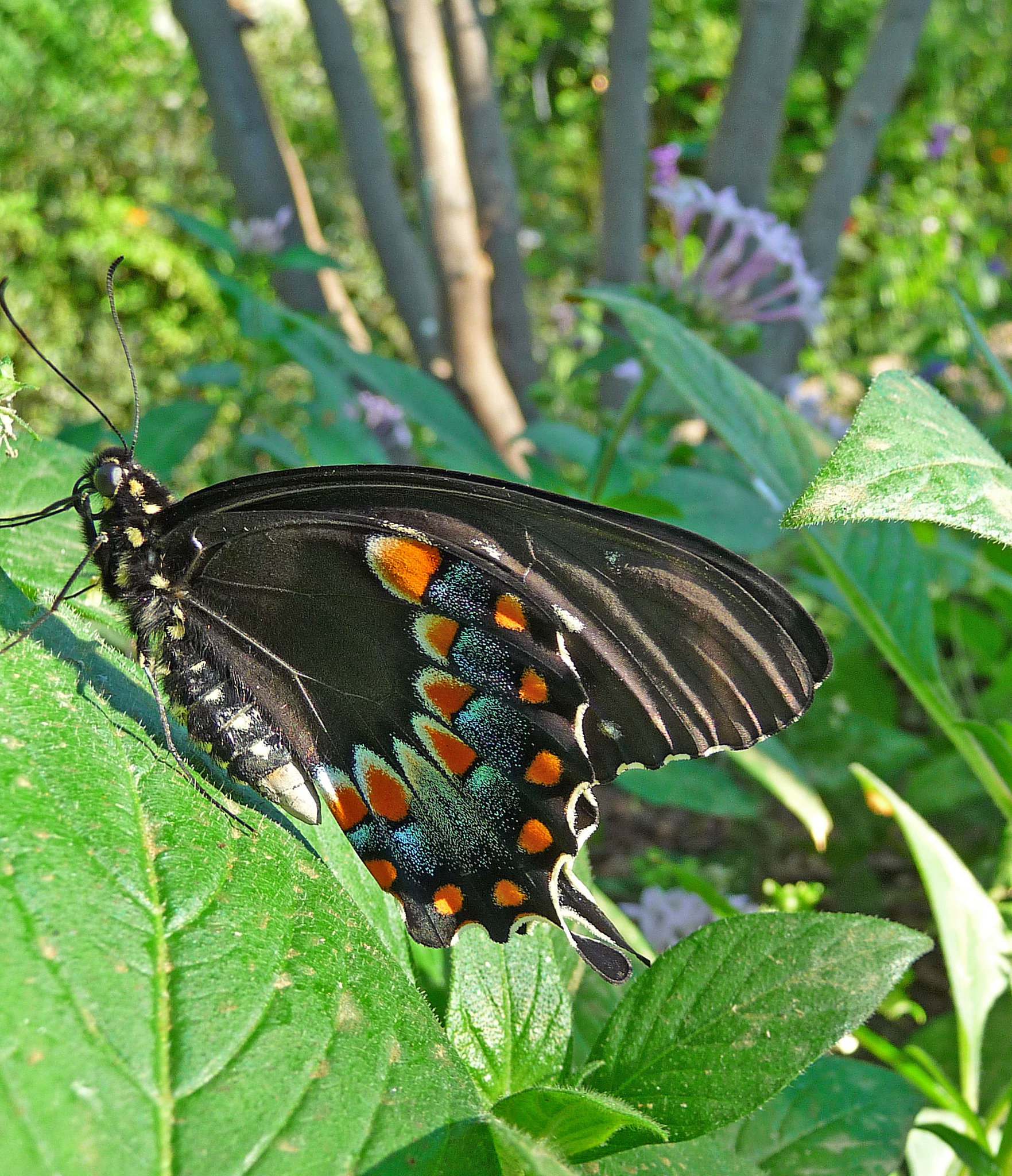 Living Desert Freshly Emerged Butterfly (2109)