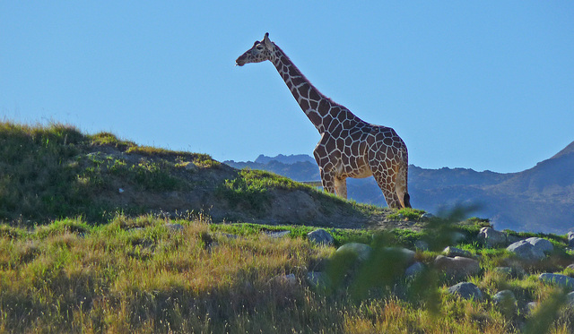 Living Desert Giraffe (2083)