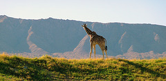 Living Desert Giraffe (2084)