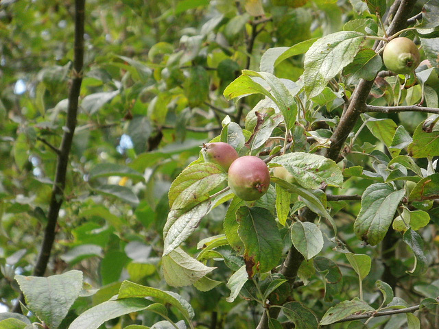 Apples are turning red now - soon we can eat them