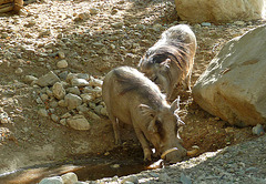Living Desert Wart Hogs (2086)