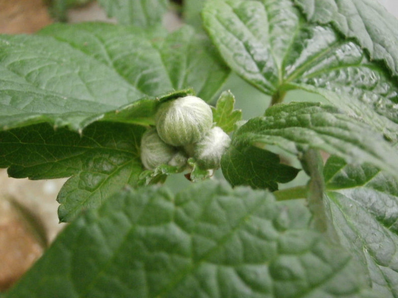 The Japanese anemone is starting to bud