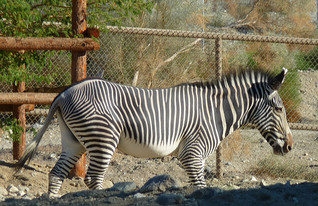 Living Desert Zebra (2098)