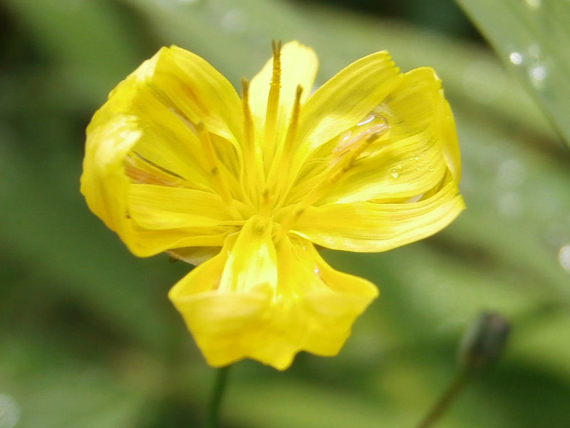 Lovely little yellow wild flower