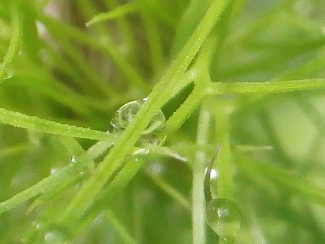 Raindrops caught up in amongst the tiny leaves