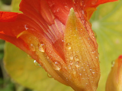 The little nasturtium is lovely and wet