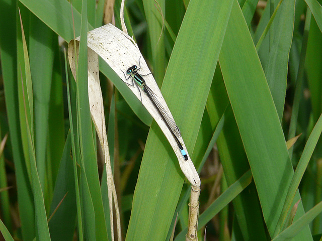 Blue-tailed Damselfly 12