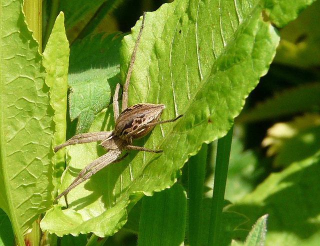 Nursery Web Spider 3