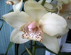 Cymbidium (1497)