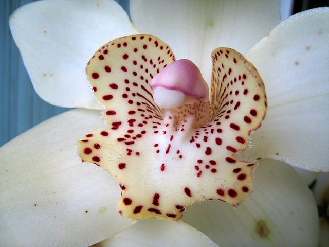 Cymbidium (1498)