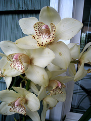 Cymbidium (1499)