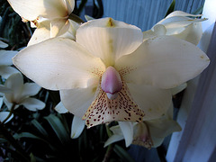 Cymbidium (1554)