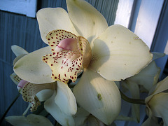 Cymbidium (1556)