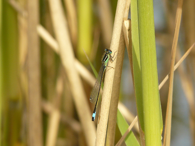 Blue-tailed Damselfly 15