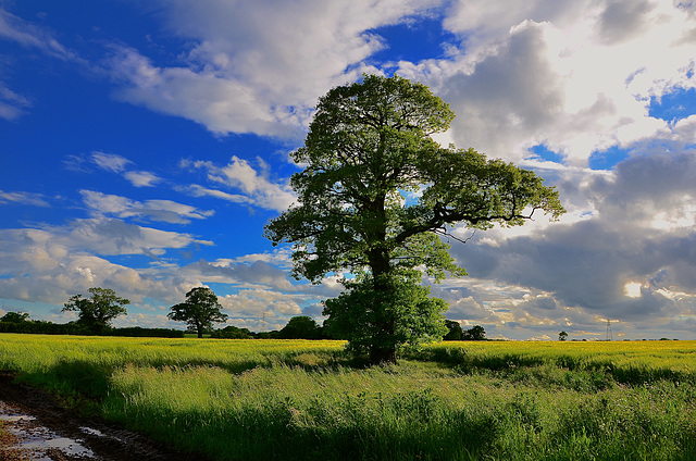 Staffordshire fields