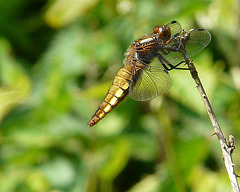 Broad Bodied Chaser -Female 4