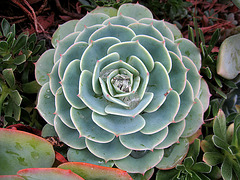 Succulent (1500)