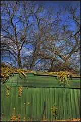 the green fence