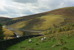 IMGP1323