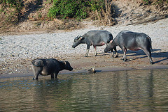 Buffalo show by the riverside