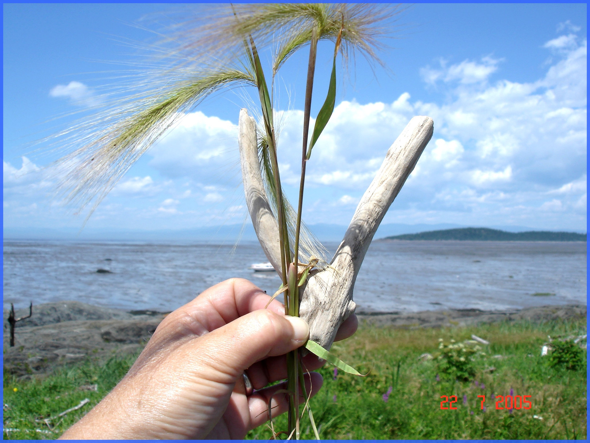 Artisanat naturel de mer -  Natural sea craft -  Kamouraska. Qc, Canada