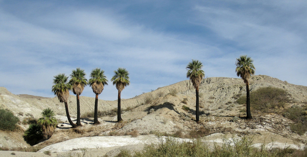 Wilhelm's Metate Ranch (1559)