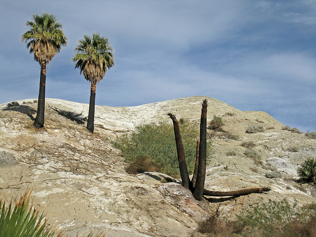 Wilhelm's Metate Ranch (1560)