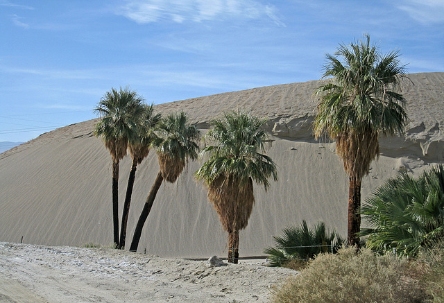 Wilhelm's Metate Ranch (1562)